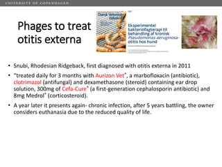 Challenges of using phages in the veterinary world: My learning curve