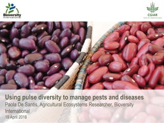 Using pulse diversity to manage pests and diseases
Paola De Santis, Agricultural Ecosystems Researcher, Bioversity
International
19 April 2016
 