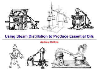 Using Steam Distillation to Produce Essential Oils
                   Andrew Collins
 
