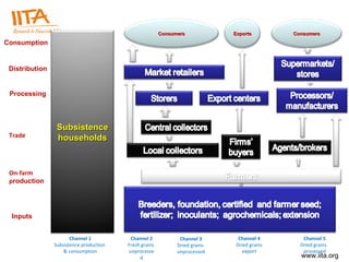 Consumers Channel 2 Fresh grains  unprocessed Channel 3 Dried grains  unprocessed Channel 4 Dried grains export Exports Channel 5 Dried grains  processed Consumers Subsistence households Consumption Distribution Trade On-farm p roduction Inputs Channel 1 Subsistence production  & consumption Processing 