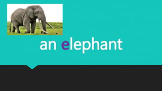 an elephant
 