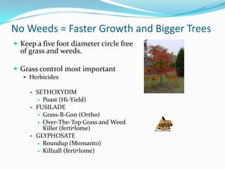 No Weeds = Faster Growth and Bigger Trees
 Keep a five foot diameter circle free
  of grass and weeds.

 Grass control most important
    Herbicides

        SETHOXYDIM
          Poast (Hi-Yield)
        FUSILADE
          Grass-B-Gon (Ortho)
          Over-The-Top Grass and Weed
           Killer (ferti•lome)
        GLYPHOSATE
          Roundup (Monsanto)
          Killzall (ferti•lome)
 