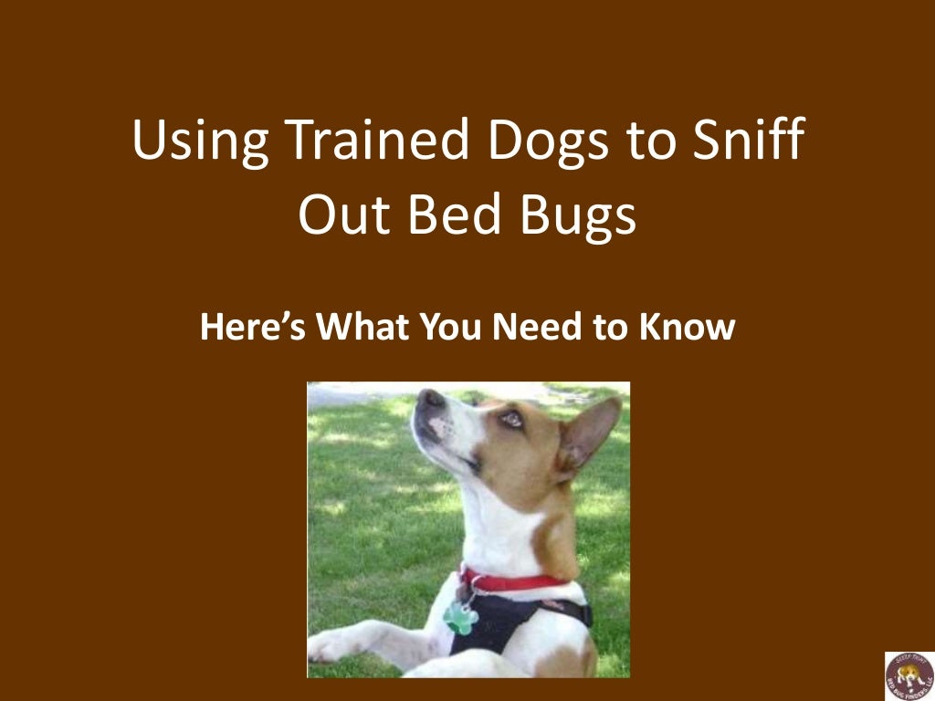 Using trained dogs to sniff out bed bugs
