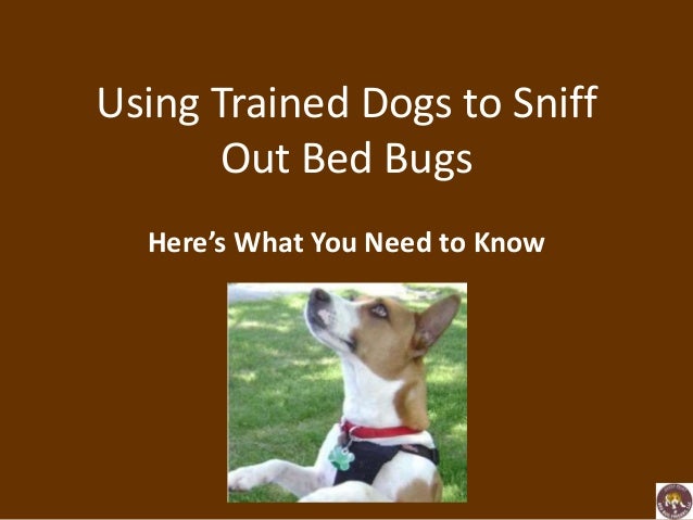 Dogs That Sniff Out Bed Bugs Dogs That Sniff Out Bed Bugs
