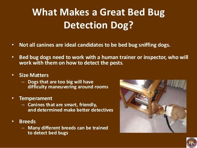 Dogs That Sniff Out Bed Bugs Dogs That Sniff Out Bed Bugs