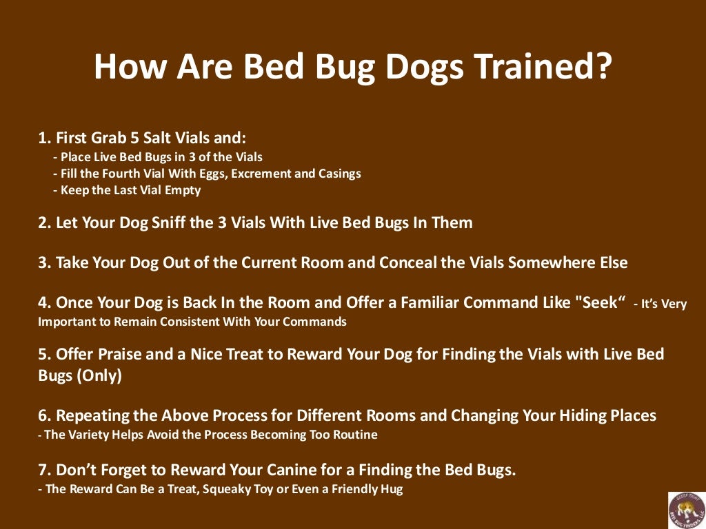 Using trained dogs to sniff out bed bugs
