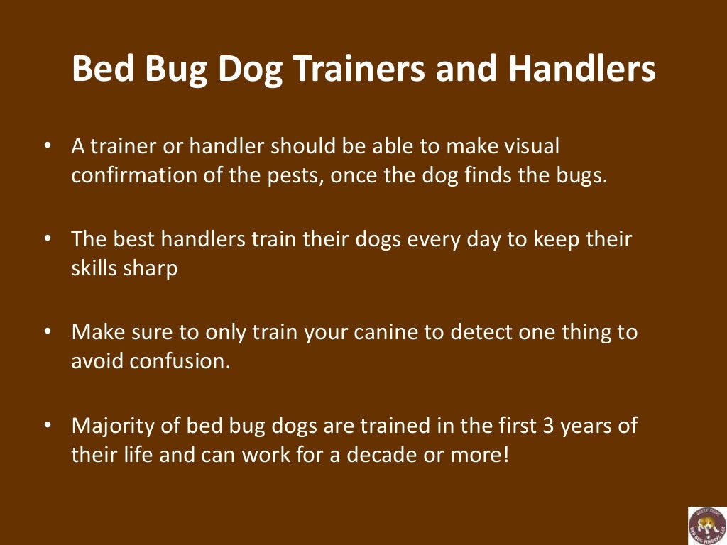 Using trained dogs to sniff out bed bugs