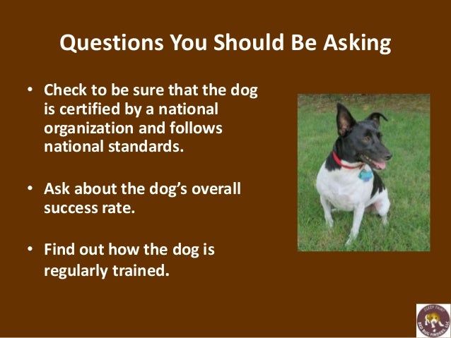 Dogs That Sniff Out Bed Bugs Dogs That Sniff Out Bed Bugs