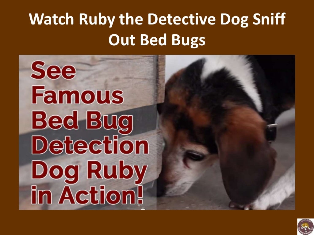 Using trained dogs to sniff out bed bugs