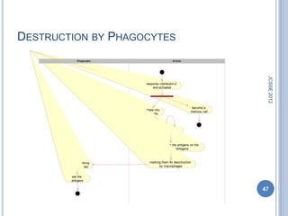 DESTRUCTION BY PHAGOCYTES
               Phagocytes                              B-Cells




                                                                                 JCSSE 2012
                                  response interleukin-2
                                      and activated




                                                                  become a
                            differentiate into
                                                                  memory cell
                              plasma cells



                                                  release
                                                 antibodies


                               recognize and bind to the antigens on the
                                       surfaces of the pathogens



       recognize marking             marking them for desctruction
        antibody-antigen                   by macrophages


            eat the
            antigens

                                                                                47
 