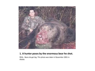 1. A hunter poses by the enormous bear he shot.
REAL. Bears do get big. This photo was taken in November 2001 in
Alaska.
 