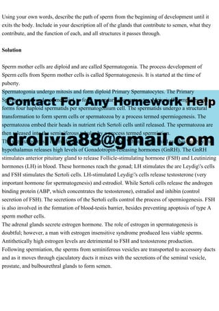 Using your own words, describe the path of sperm from the beginning of development until it
exits the body. Include in your description all of the glands that contribute to semen, what they
contribute, and the function of each, and all structures it passes through.
Solution
Sperm mother cells are diploid and are called Spermatogonia. The process development of
Sperm cells from Sperm mother cells is called Spermatogenesis. It is started at the time of
puberty.
Spermatogonia undergo mitosis and form diploid Primary Spermatocytes. The Primary
Spermatocytes undergo meiosis1 to form secondary spermatocytes. Meiosis II completes and
forms four haploid spermatids per spermatogonium cell. The spermatids undergo a structural
transformation to form sperm cells or spermatozoa by a process termed spermiogenesis. The
spermatozoa embed their heads in nutrient rich Sertoli cells until released. The spermatozoa are
then released into the seminiferous tubules by a process termed spermiation.
The spermatogenesis is strictly under hormonal control. When a male child reaches puberty, his
hypothalamus releases high levels of Gonadotropin-releasing hormones (GnRH). The GnRH
stimulates anterior pituitary gland to release Follicle-stimulating hormone (FSH) and Leutinizing
hormones (LH) in blood. These hormones reach the gonad; LH stimulates the are Leydig's cells
and FSH stimulates the Sertoli cells. LH-stimulated Leydig's cells release testosterone (very
important hormone for spermatogenesis) and estrodiol. While Sertoli cells release the androgen
binding protein (ABP, which concentrates the testosterone), estradiol and inhibin (control
secretion of FSH). The secretions of the Sertoli cells control the process of spermiogenesis. FSH
is also involved in the formation of blood-testis barrier, besides preventing apoptosis of type A
sperm mother cells.
The adrenal glands secrete estrogen hormone. The role of estrogen in spermatogenesis is
doubtful; however, a man with estrogen insensitive syndrome produced less viable sperms.
Antithetically high estrogen levels are detrimental to FSH and testosterone production.
Following spermiation, the sperms from seminiferous vesicles are transported to accessory ducts
and as it moves through ejaculatory ducts it mixes with the secretions of the seminal vesicle,
prostate, and bulbourethral glands to form semen.
 