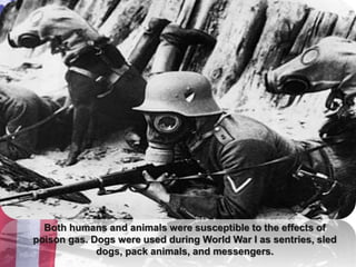 Both humans and animals were susceptible to the effects of
poison gas. Dogs were used during World War I as sentries, sled
dogs, pack animals, and messengers.
 