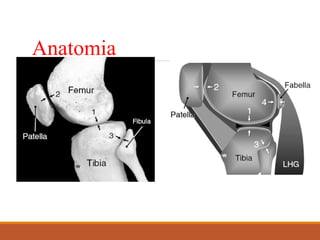 Anatomia
 
