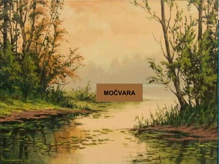 MOČVARA
 