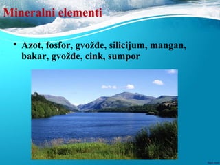 Mineralni elementi

Azot, fosfor, gvožđe, silicijum, mangan,
bakar, gvožđe, cink, sumpor
 