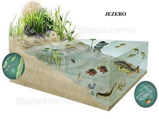 JEZERO
 