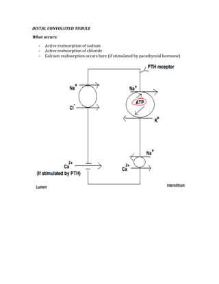 DISTAL CONVOLUTED TUBULE 
What occurs: 
‐ Active reabsorption of sodium 
‐ Active reabsorption of chloride 
‐ Calcium reabsorption occurs here (if stimulated by parathyroid hormone) 
 
 
 
 
 
 
 
 
 