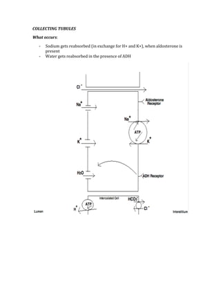 COLLECTING TUBULES 
What occurs: 
‐ Sodium gets reabsorbed (in exchange for H+ and K+), when aldosterone is 
present 
‐ Water gets reabsorbed in the presence of ADH 
 
 
 
 
 
 
 