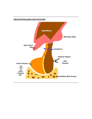  
 
THE HYPOTHALAMUS AND PITUITARY 
 
 
 
 
 
 
 
 
 
 