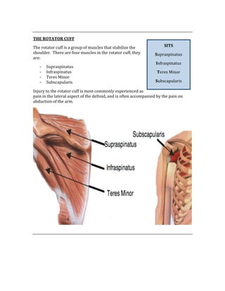  
THE ROTATOR CUFF 
The rotator cuff is a group of muscles that stabilize the 
shoulder.  There are four muscles in the rotator cuff, they 
are: 
‐ Supraspinatus 
‐ Infraspinatus 
‐ Teres Minor 
‐ Subscapularis 
Injury to the rotator cuff is most commonly experienced as 
pain in the lateral aspect of the deltoid, and is often accompanied by the pain on 
abduction of the arm. 
 
 
 
 
 
SITS 
Supraspinatus 
Infraspinatus 
Teres Minor 
Subscapularis 
 