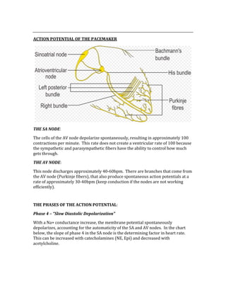  
ACTION POTENTIAL OF THE PACEMAKER 
 
THE SA NODE: 
The cells of the AV node depolarize spontaneously, resulting in approximately 100 
contractions per minute.  This rate does not create a ventricular rate of 100 because 
the sympathetic and parasympathetic fibers have the ability to control how much 
gets through. 
THE AV NODE: 
This node discharges approximately 40‐60bpm.  There are branches that come from 
the AV node (Purkinje fibers), that also produce spontaneous action potentials at a 
rate of approximately 30‐40bpm (keep conduction if the nodes are not working 
efficiently). 
 
THE PHASES OF THE ACTION POTENTIAL: 
Phase 4 – “Slow Diastolic Depolarization” 
With a Na+ conductance increase, the membrane potential spontaneously 
depolarizes, accounting for the automaticity of the SA and AV nodes.  In the chart 
below, the slope of phase 4 in the SA node is the determining factor in heart rate.  
This can be increased with catecholamines (NE, Epi) and decreased with 
acetylcholine.   
 
 
 