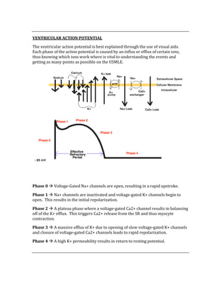  
VENTRICULAR ACTION POTENTIAL 
The ventricular action potential is best explained through the use of visual aids.  
Each phase of the action potential is caused by an influx or efflux of certain ions, 
thus knowing which ions work where is vital to understanding the events and 
getting as many points as possible on the USMLE. 
 
 
Phase 0  Voltage‐Gated Na+ channels are open, resulting in a rapid upstroke. 
Phase 1  Na+ channels are inactivated and voltage‐gated K+ channels begin to 
open.  This results in the initial repolarization. 
Phase 2  A plateau phase where a voltage‐gated Ca2+ channel results in balancing 
off of the K+ efflux.  This triggers Ca2+ release from the SR and thus myocyte 
contraction. 
Phase 3  A massive efflux of K+ due to opening of slow voltage‐gated K+ channels 
and closure of voltage‐gated Ca2+ channels leads to rapid repolarization. 
Phase 4  A high K+ permeability results in return to resting potential. 
 
 