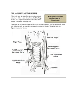  
THE RECURRENT LARYNGEAL NERVE 
The recurrent laryngeal nerve is an important 
structure of the neck.  It is a branch of the Vagus 
Nerve, and supplies all intrinsic muscles of the 
larynx except the cricothyroid.  
The right recurrent laryngeal nerve wraps around the right subclavian artery, while 
the left recurrent laryngeal nerve wraps around the arch of the aorta and the 
ligamentum arteriosum.   
 
 
 
 
 
 
Damage to recurrent 
laryngeal nerve = 
Hoarseness 
 