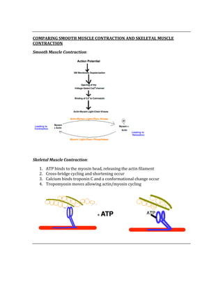  
COMPARING SMOOTH MUSCLE CONTRACTION AND SKELETAL MUSCLE 
CONTRACTION 
Smooth Muscle Contraction: 
 
 
Skeletal Muscle Contraction: 
1. ATP binds to the myosin head, releasing the actin filament 
2. Cross‐bridge cycling and shortening occur 
3. Calcium binds troponin C and a conformational change occur 
4. Tropomyosin moves allowing actin/myosin cycling 
 
 
 
 
 
