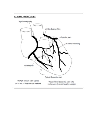 
CARDIAC VASCULATURE 
 
 
 
 
 
 
 
 