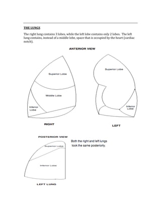  
THE LUNGS 
The right lung contains 3 lobes, while the left lobe contains only 2 lobes.  The left 
lung contains, instead of a middle lobe, space that is occupied by the heart (cardiac 
notch).  
 
 
 