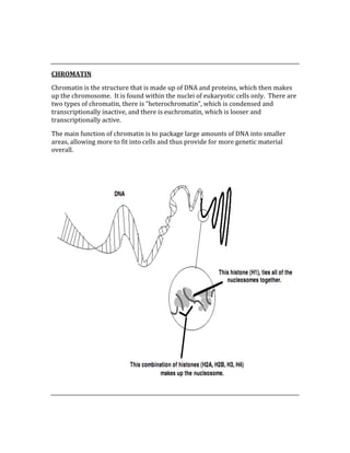  
 
CHROMATIN 
Chromatin is the structure that is made up of DNA and proteins, which then makes 
up the chromosome.  It is found within the nuclei of eukaryotic cells only.  There are 
two types of chromatin, there is “heterochromatin”, which is condensed and 
transcriptionally inactive, and there is euchromatin, which is looser and 
transcriptionally active. 
The main function of chromatin is to package large amounts of DNA into smaller 
areas, allowing more to fit into cells and thus provide for more genetic material 
overall. 
 
 
 
 