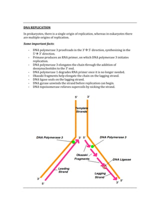  
DNA REPLICATION 
In prokaryotes, there is a single origin of replication, whereas in eukaryotes there 
are multiple origins of replication. 
Some important facts: 
‐ DNA polymerase 3 proofreads in the 3’ 5’ direction, synthesizing in the 
5’ 3’ direction. 
‐ Primase produces an RNA primer, on which DNA polymerase 3 initiates 
replication. 
‐ DNA polymerase 3 elongates the chain through the addition of 
deoxynucleotides to the 3’ end. 
‐ DNA polymerase 1 degrades RNA primer once it is no longer needed. 
‐ Okazaki fragments help elongate the chain on the lagging strand. 
‐ DNA ligase seals on the lagging strand. 
‐ DNA gyrase unwinds the strand before replication can begin. 
‐ DNA topoisomerase relieves supercoils by nicking the strand. 
 
 