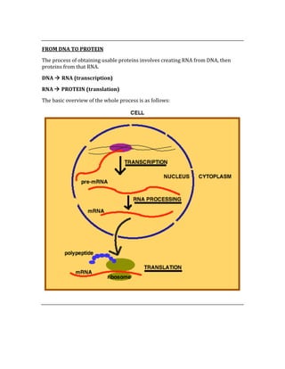  
FROM DNA TO PROTEIN 
The process of obtaining usable proteins involves creating RNA from DNA, then 
proteins from that RNA.   
DNA  RNA (transcription) 
RNA  PROTEIN (translation) 
The basic overview of the whole process is as follows: 
 
 
 
 
 