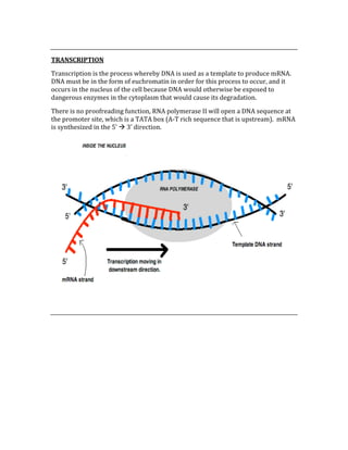  
TRANSCRIPTION 
Transcription is the process whereby DNA is used as a template to produce mRNA.  
DNA must be in the form of euchromatin in order for this process to occur, and it 
occurs in the nucleus of the cell because DNA would otherwise be exposed to 
dangerous enzymes in the cytoplasm that would cause its degradation.  
There is no proofreading function, RNA polymerase II will open a DNA sequence at 
the promoter site, which is a TATA box (A‐T rich sequence that is upstream).  mRNA 
is synthesized in the 5’  3’ direction. 
 
 
 
 
 
 
 
 
 
 