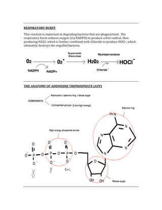  
RESPIRATORY BURST 
This reaction is important in degrading bacteria that are phagocytized.  The 
respiratory burst reduces oxygen (via NADPH) to produce a free‐radical, then 
producing H202, which is further combined with Chloride to produce HOCl‐, which 
ultimately destroys the engulfed bacteria. 
 
 
THE ANATOMY OF ADENOSINE TRIPHOSPHATE (ATP) 
 
 