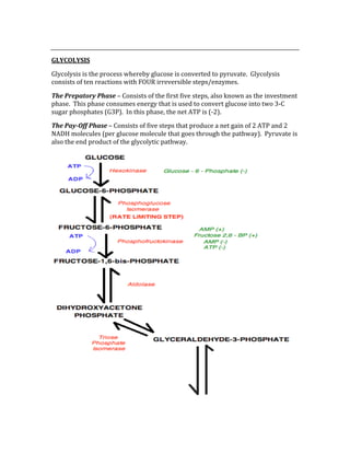  
GLYCOLYSIS 
Glycolysis is the process whereby glucose is converted to pyruvate.  Glycolysis 
consists of ten reactions with FOUR irreversible steps/enzymes. 
The Prepatory Phase – Consists of the first five steps, also known as the investment 
phase.  This phase consumes energy that is used to convert glucose into two 3‐C 
sugar phosphates (G3P).  In this phase, the net ATP is (‐2). 
The Pay­Off Phase – Consists of five steps that produce a net gain of 2 ATP and 2 
NADH molecules (per glucose molecule that goes through the pathway).  Pyruvate is 
also the end product of the glycolytic pathway. 
 
 