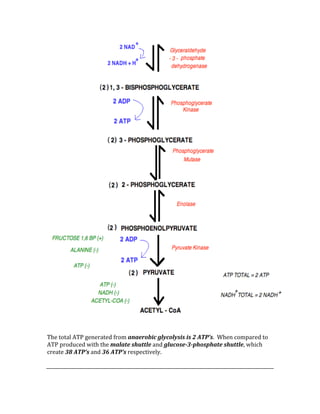  
 
The total ATP generated from anaerobic glycolysis is 2 ATP’s.  When compared to 
ATP produced with the malate shuttle and glucose­3­phosphate shuttle, which 
create 38 ATP’s and 36 ATP’s respectively. 
 
 