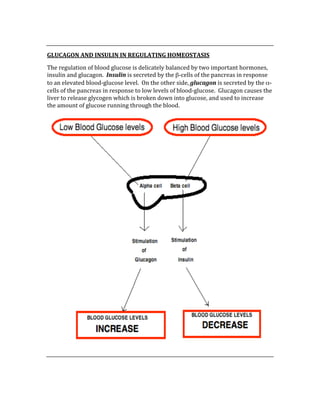  
GLUCAGON AND INSULIN IN REGULATING HOMEOSTASIS 
The regulation of blood glucose is delicately balanced by two important hormones, 
insulin and glucagon.  Insulin is secreted by the β‐cells of the pancreas in response 
to an elevated blood‐glucose level.  On the other side, glucagon is secreted by the α‐
cells of the pancreas in response to low levels of blood‐glucose.  Glucagon causes the 
liver to release glycogen which is broken down into glucose, and used to increase 
the amount of glucose running through the blood. 
 
 
 
 