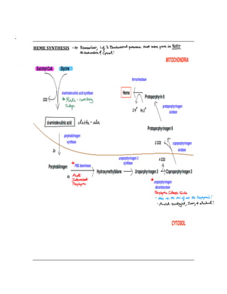  
 
HEME SYNTHESIS 
 
 
 
 
 