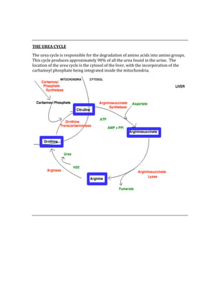  
 
THE UREA CYCLE 
The urea cycle is responsible for the degradation of amino acids into amino groups.  
This cycle produces approximately 90% of all the urea found in the urine.  The 
location of the urea cycle is the cytosol of the liver, with the incorporation of the 
carbamoyl phosphate being integrated inside the mitochondria. 
 
 
 
 
 
 
 
 
