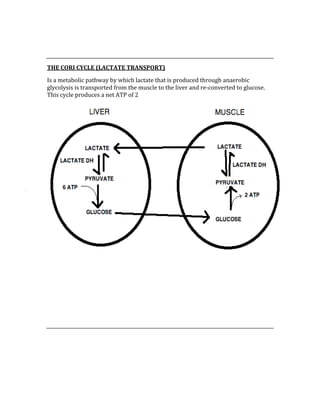  
 
THE CORI CYCLE (LACTATE TRANSPORT) 
Is a metabolic pathway by which lactate that is produced through anaerobic 
glycolysis is transported from the muscle to the liver and re‐converted to glucose.  
This cycle produces a net ATP of 2 
 
 
 
 
 
 
 
 
 
 
