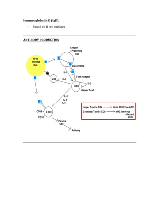 Immunoglobulin D (IgD): 
‐ Found on B cell surfaces 
 
ANTIBODY PRODUCTION 
 
 
 
 
 
 
 
 
 
 