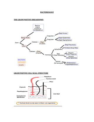 BACTERIOLOGY 
 
THE GRAM POSITIVE BREAKDOWN 
 
 
GRAM POSITIVE CELL WALL STRUCTURE 
 
 
 