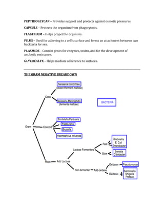 PEPTIDOGLYCAN – Provides support and protects against osmotic pressures. 
CAPSULE – Protects the organism from phagocytosis. 
FLAGELLUM – Helps propel the organism. 
PILUS – Used for adhering to a cell’s surface and forms an attachment between two 
backteria for sex. 
PLASMIDS – Contain genes for enzymes, toxins, and for the development of 
antibotic resistance. 
GLYCOCALYX – Helps mediate adherence to surfaces. 
 
THE GRAM NEGATIVE BREAKDOWN 
 
 
 