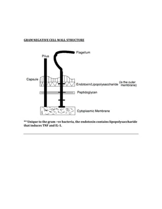  
 
 
GRAM NEGATIVE CELL WALL STRUCTURE 
 
** Unique to the gram –ve bacteria, the endotoxin contains lipopolysaccharide 
that induces TNF and IL­1. 
 
 
 
 
 
 
 
 
 
 