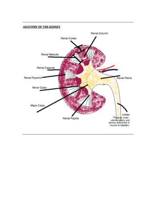  
ANATOMY OF THE KIDNEY 
 
 
 
 
 
 
 
 
 
 