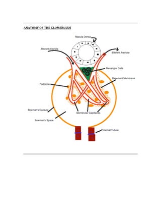  
ANATOMY OF THE GLOMERULUS 
 
 
 
 
 
 
 
 
