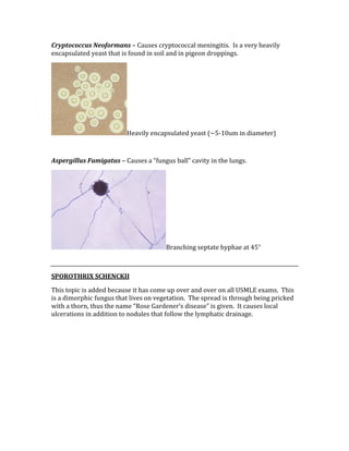 Cryptococcus Neoformans – Causes cryptococcal meningitis.  Is a very heavily 
encapsulated yeast that is found in soil and in pigeon droppings. 
Heavily encapsulated yeast (~5‐10um in diameter) 
 
Aspergillus Fumigatus – Causes a “fungus ball” cavity in the lungs. 
Branching septate hyphae at 45° 
 
SPOROTHRIX SCHENCKII 
This topic is added because it has come up over and over on all USMLE exams.  This 
is a dimorphic fungus that lives on vegetation.  The spread is through being pricked 
with a thorn, thus the name “Rose Gardener’s disease” is given.  It causes local 
ulcerations in addition to nodules that follow the lymphatic drainage. 
 
 
 
 
 
 
 