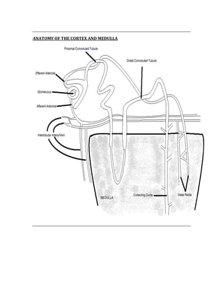  
ANATOMY OF THE CORTEX AND MEDULLA 
 
 
 
 
 
 
 